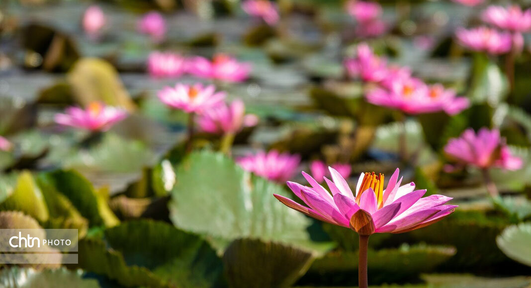 انزلی، مروارید گیلان و شکوه تالاب انزلی، مروارید گیلان و شکوه تالاب