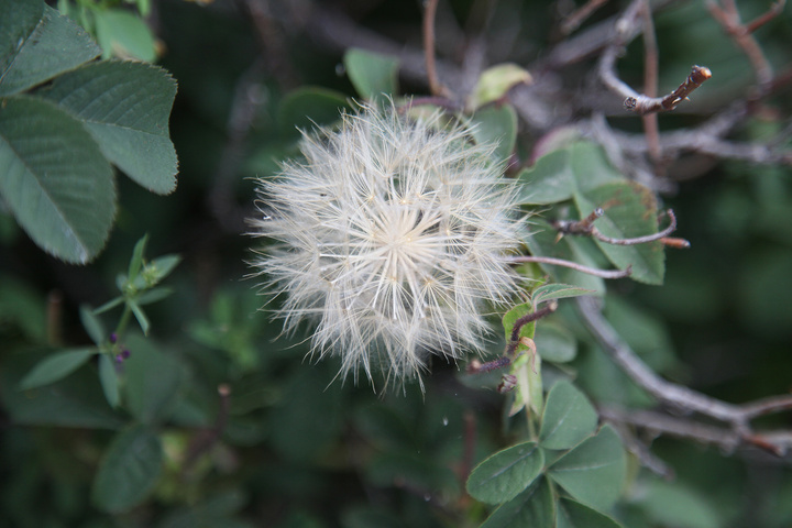 طبیعت لاله‌زار بردسیر