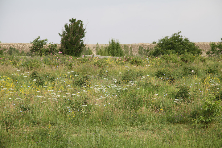 طبیعت لاله‌زار بردسیر