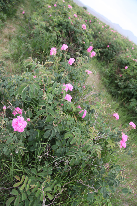 طبیعت لاله‌زار بردسیر