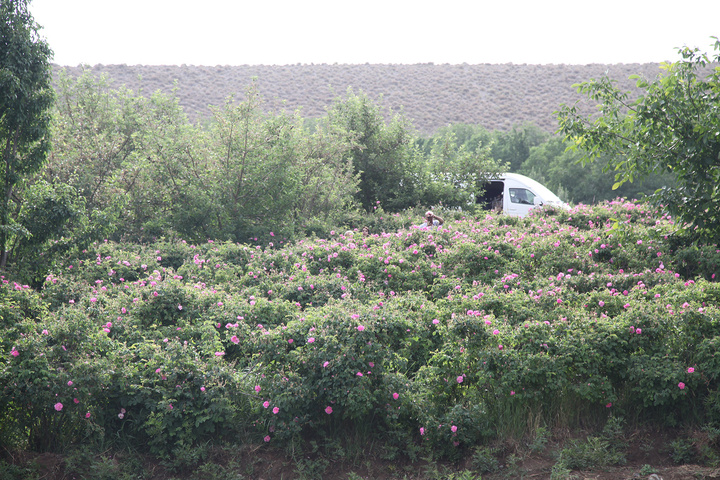 طبیعت لاله‌زار بردسیر