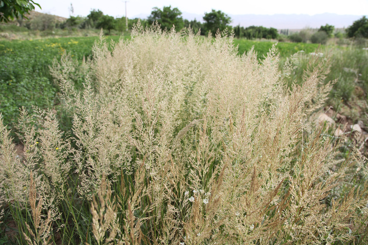 طبیعت لاله‌زار بردسیر