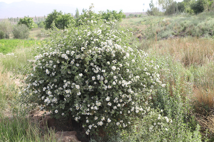 طبیعت لاله‌زار بردسیر