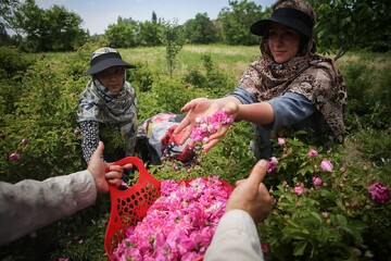 یازدهمین جشنواره برداشت گل سرخ در روستای هدف گردشگری عنصرود