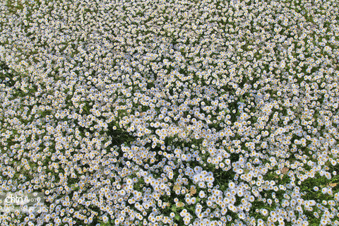 دامن سفید گل‌های بابونه در دشت فندقلوی نمین