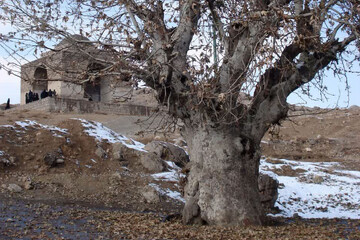 5 درخت کهن‌سال چنار کاشان در فهرست آثار ملی کشور به ثبت رسید
