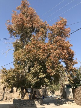 ثبت درخت چنار کهن‌سال روستای ابرسج در فهرست میراث طبیعی ملی