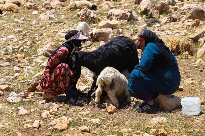 زندگی هه‌وار نشینان روستای پالنگان در دل کوهستان شاهو