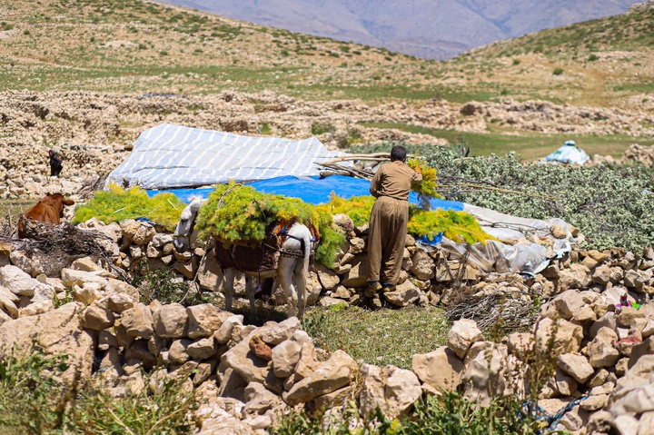 زندگی هه‌وار نشینان روستای پالنگان در دل کوهستان شاهو