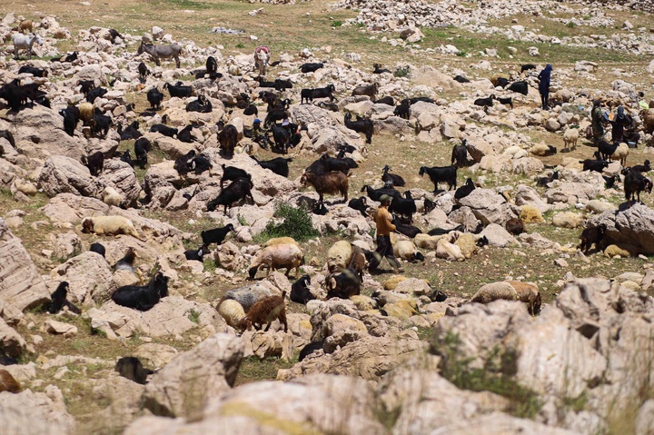 زندگی هه‌وار نشینان روستای پالنگان در دل کوهستان شاهو