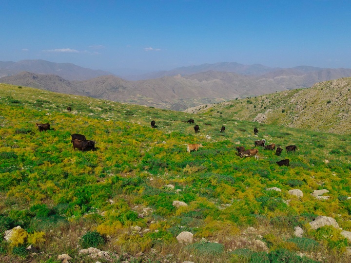 زندگی هه‌وار نشینان روستای پالنگان در دل کوهستان شاهو