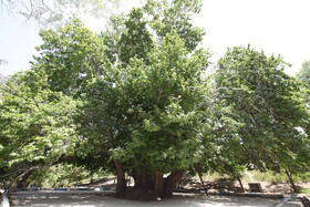 چنار طُرنگ بافت، درختی با قدمت بیش از 500 سال