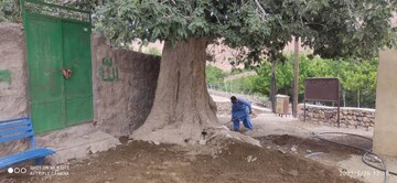 تشدید اقدامات حفاظتی از درخت کهن‌سال تاگ سیستان و بلوچستان