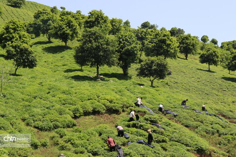 برداشت چای در گیلان