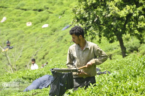 برداشت چای در گیلان