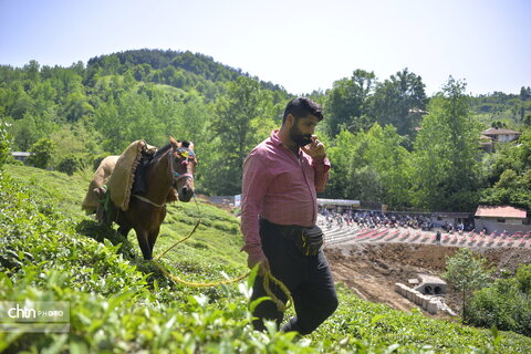 برداشت چای در گیلان