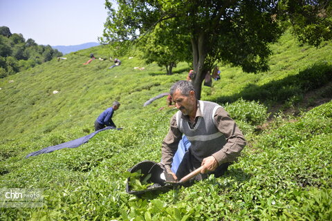 برداشت چای در گیلان