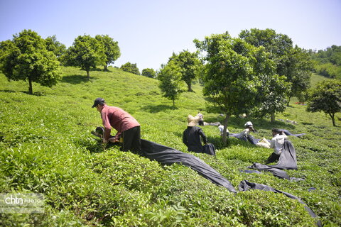 برداشت چای در گیلان