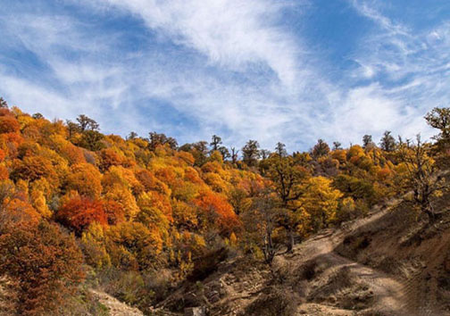 جنگل ابر؛ شاعرانهای در دل شاهرود/ لذت قدم زدن روی ابرها