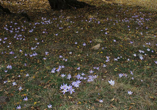 جنگل ابر؛ شاعرانهای در دل شاهرود/ لذت قدم زدن روی ابرها