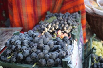 سومین جشنواره انگور سیاه سردشت به کار خود پایان داد