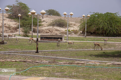 جزیره خارگ