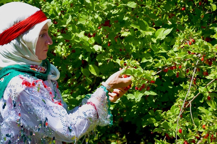 برگزاری جشنواره زغال اخته در شهرستان کلیبر