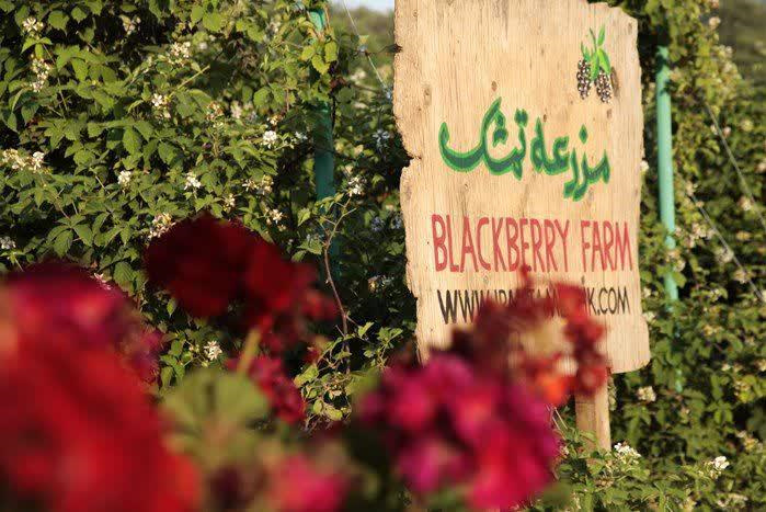اساس فعالیت مزارع گردشگری بر خلاقیت و نوآوری در عرصه کشاورزی است/ فعالیت ۳۰ درصد مزارع گردشگری مجوزدار کشور در استان گلستان