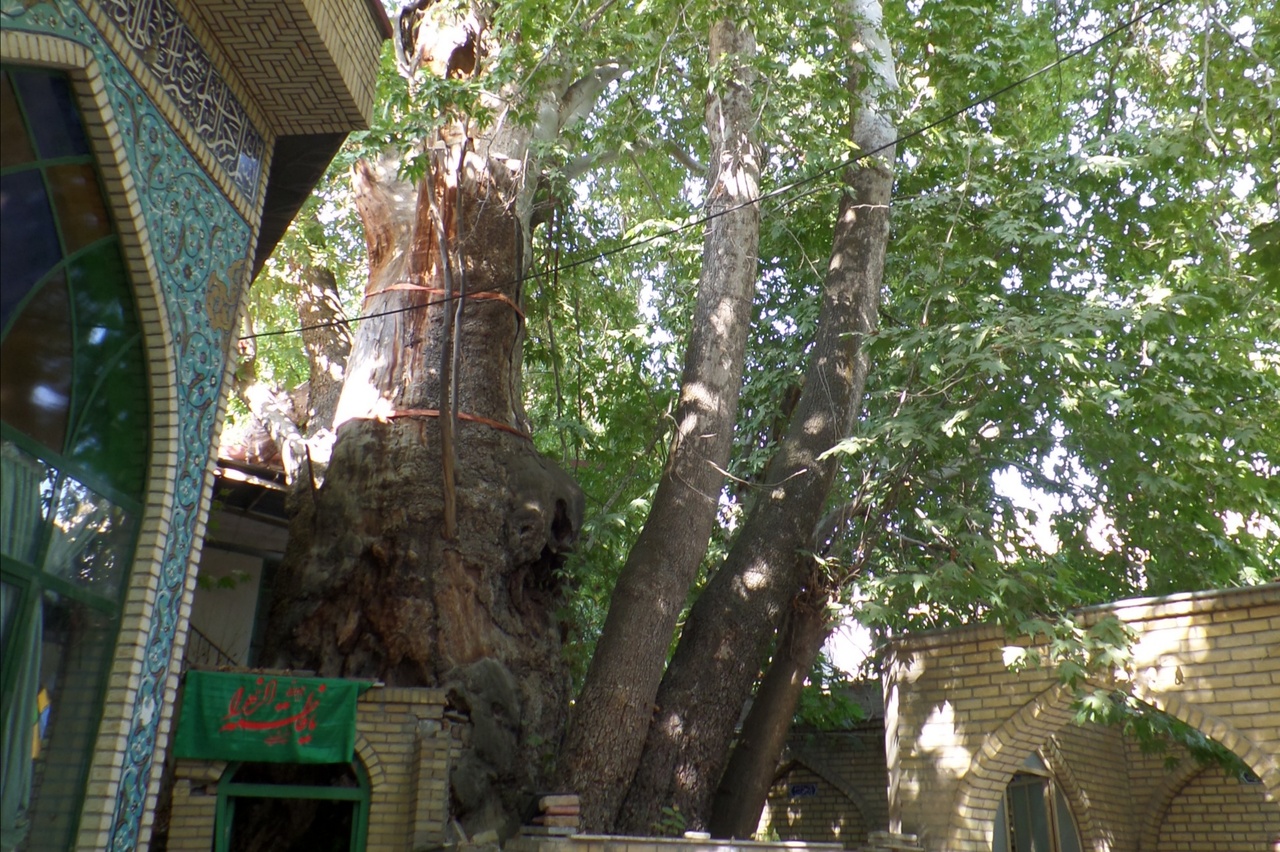 طرح حفاظت از درختان کهنسال البرز برای اولین بار در کشور اجرایی می‌شود