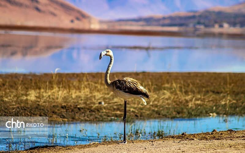 تالاب بینالمللی چغاخور، جلوهای دیدنی از گردشگری طبیعی