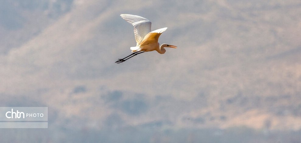 تالاب بین‌المللی گندمان، بهشت پرنده‌نگری ایران
