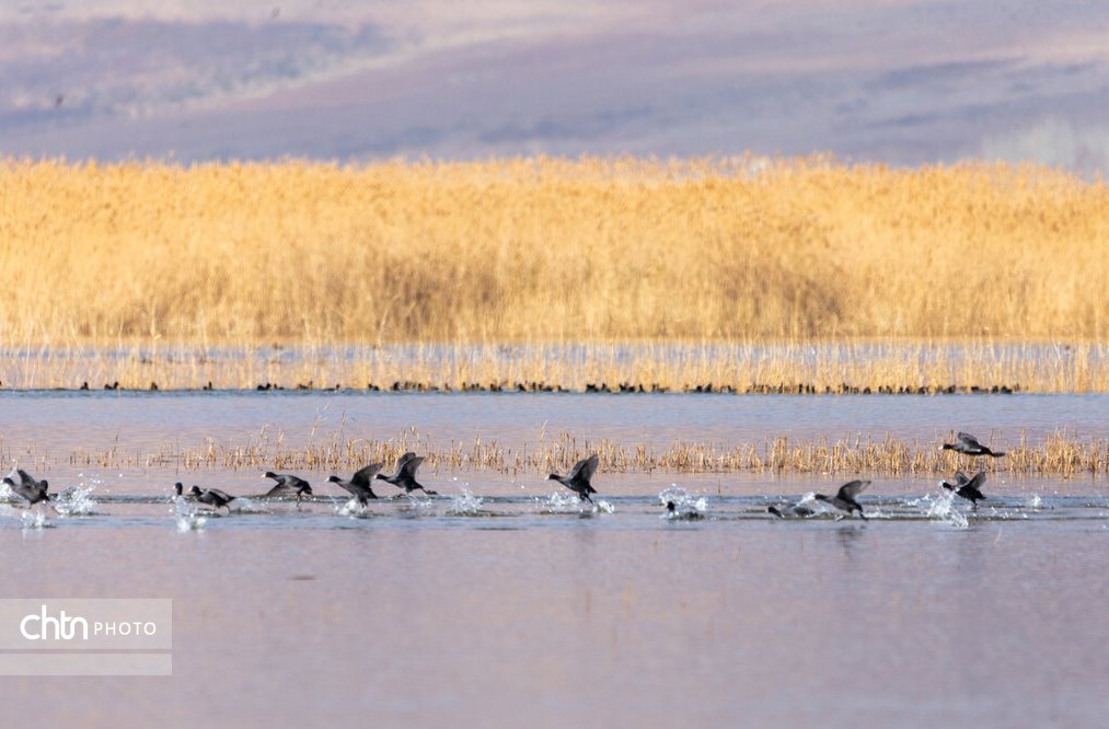 تالاب بینالمللی گندمان، بهشت پرندهنگری ایران