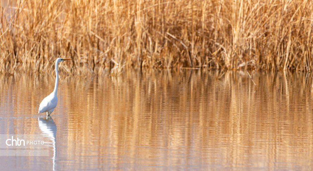 تالاب بینالمللی گندمان، بهشت پرندهنگری ایران