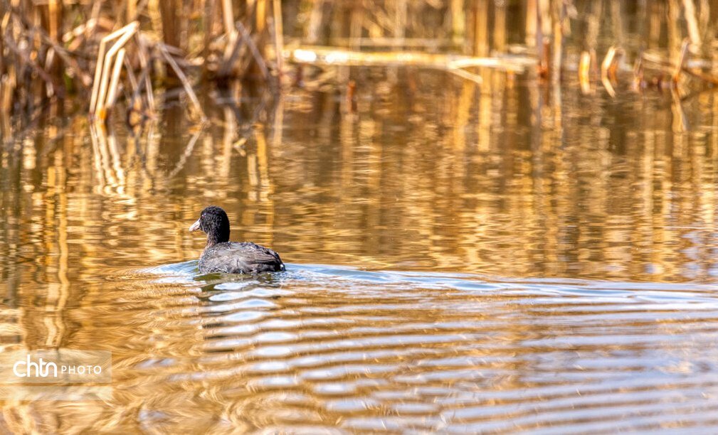 تالاب بینالمللی گندمان، بهشت پرندهنگری ایران
