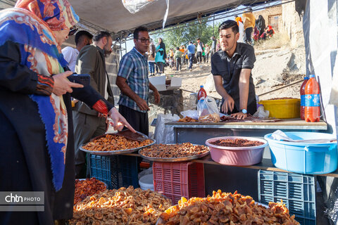 جشنواره برداشت آلو در روستای حیدره قاضی خانی-همدان