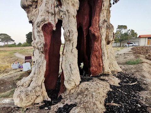 مرمت درختان کهنسال قم با مشارکت اداره‌کل میراث‌فرهنگی