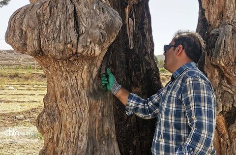 مرمت درختان کهنسال قم با مشارکت اداره‌کل میراث‌فرهنگی