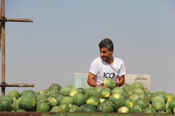 برداشت هندوانه دیم در شریف آباد قزوین