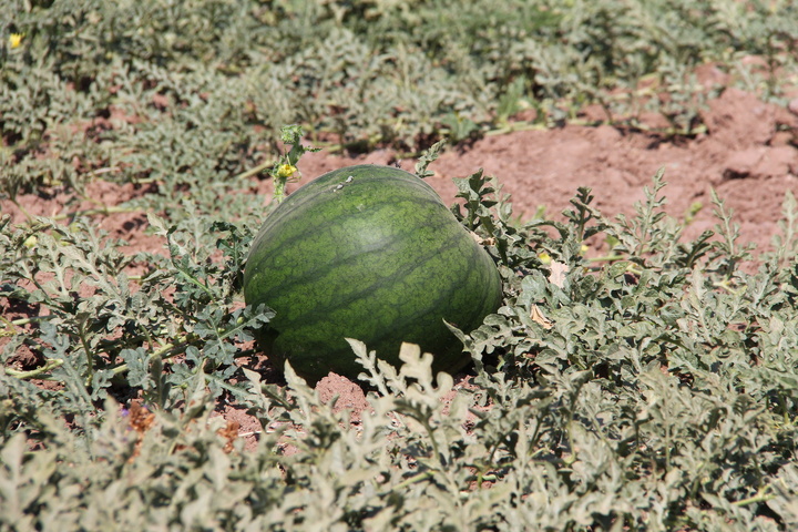 هندوانه