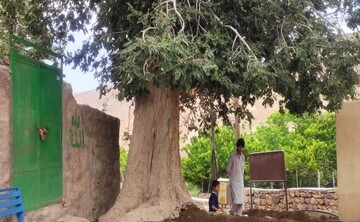 عملیات احیای درخت کهنسال تاگ در روستای روپس هفتاد ملا