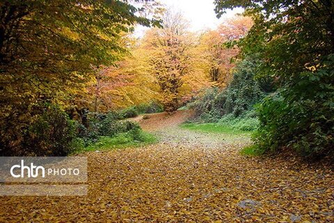 برگ ریزان پاییزی در مسیر کبودوال