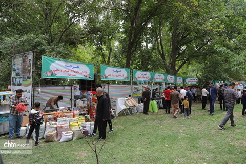 دومین جشنواره گردو شهر سهرورد