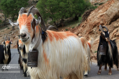 مالکَنون عشایر بختیاری