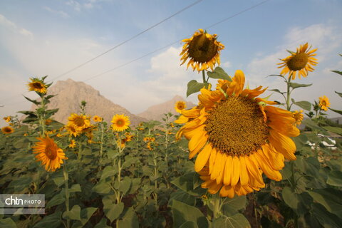 مزارع آفتاب گردان بیستون جذاب و زیبا برای گردشگران
