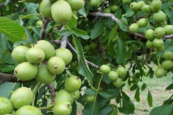 جشنواره گردو خرمدره در جاده گردشگری سوکهریز برگزار شد