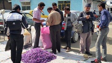 بازار موسمی گل زعفران در تربت‌حیدریه افتتاح شد