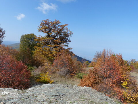 بهار رنگها در پاییز جنگلهای هیرکانی
