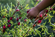 پنجمین جشن شکرانه برداشت چای ترش در روستای علوه برگزار می‌شود