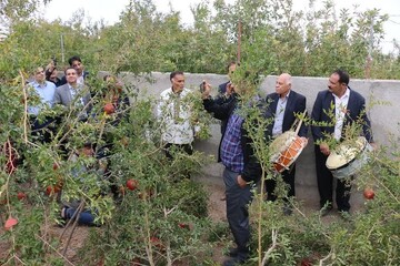 حضور ۱۳ تور گردشگری همزمان با برپایی جشنواره انار در باغات شهرستان بجستان
