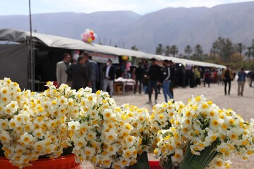 بازدید بیش از ۲۰ هزار نفر گردشگر از نرگس زارهای خفر استان فارس